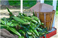 Vegetable stand with fresh corn