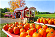 Pumpkins for sale at Eddy Farm Roadside Stand