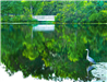 Egret in Mill Pond Park