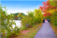 Mill Pond Park Bridge during fall