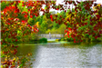 Bridge at Mill Pond Park during fall season