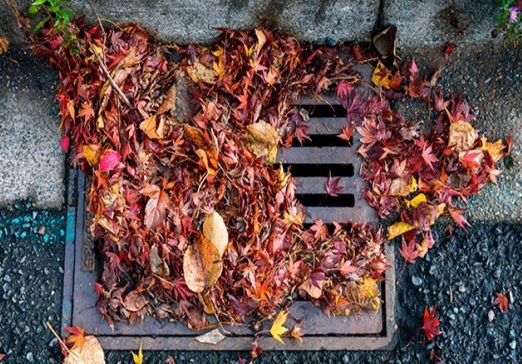 Leaves-in-drain