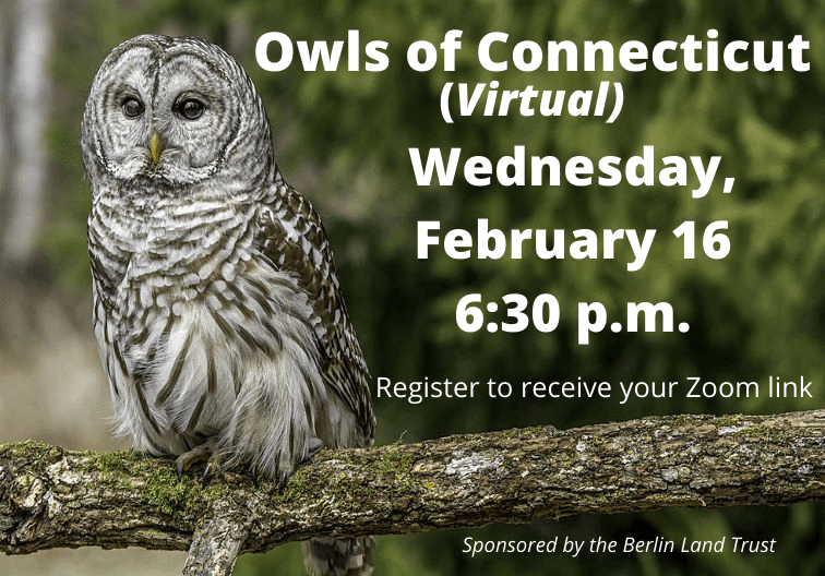 Owls of Connecticut newsflash