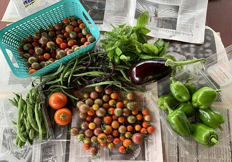 Photo of recently harvested green beans, cherry tomatoes, basil and eggplant