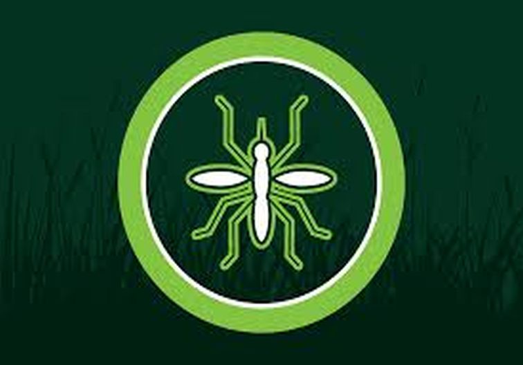 Ilustration of a mosquito in bright green on a black background