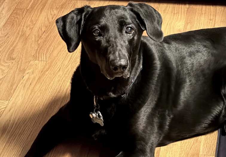 Black Lab Mix lying on floor looking at camera 