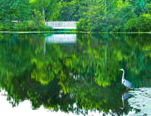 Pond with white egret and bridge