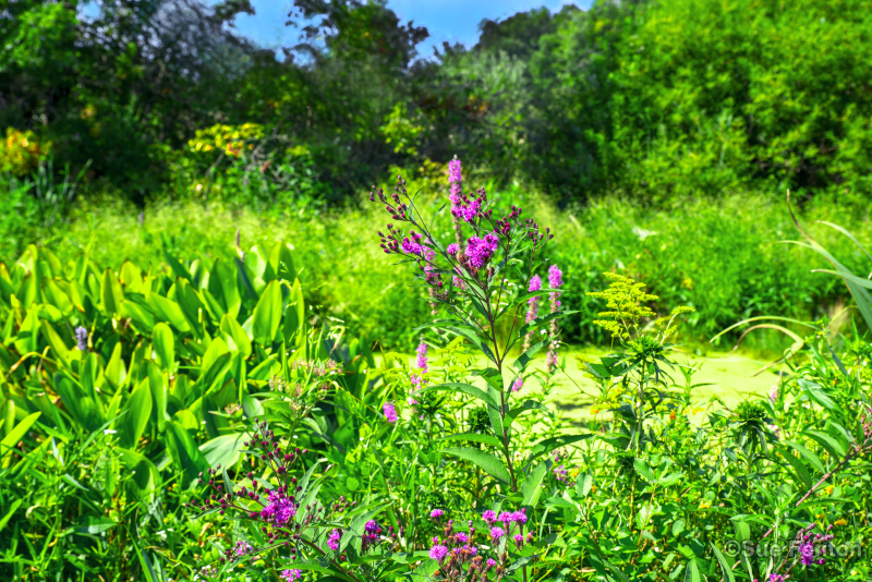 Green field with tall grass and flowers