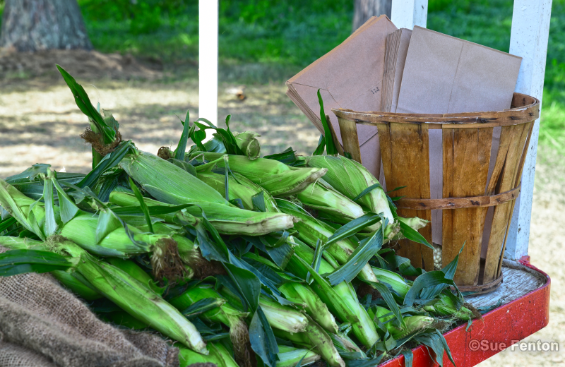 Vegetable stand with fresh corn