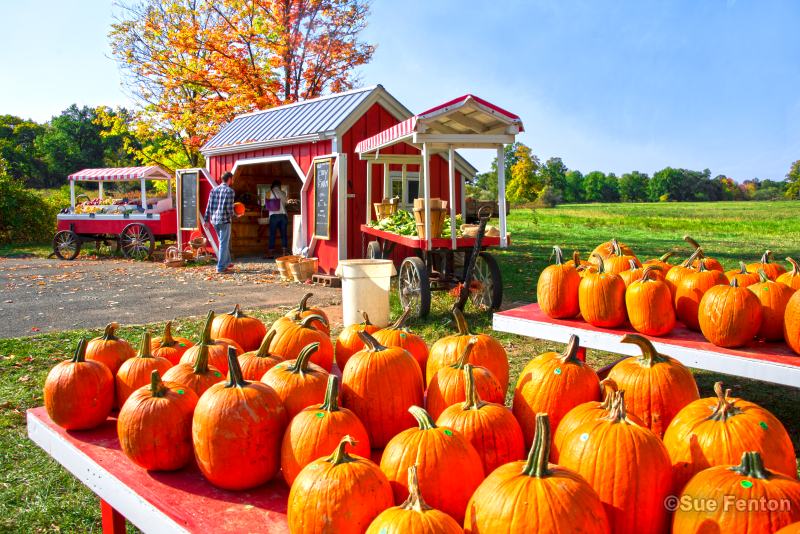 Pumpkins for sale at Eddy Farm Roadside Stand