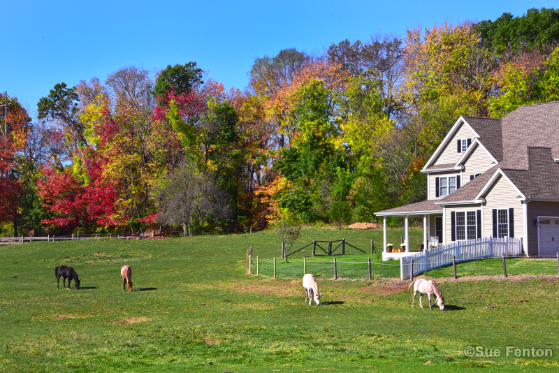 Horses grazing in a field