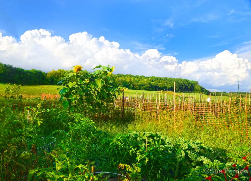 Community garden located at Young Farm
