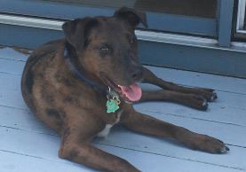 Brown and black spotted dog laying down