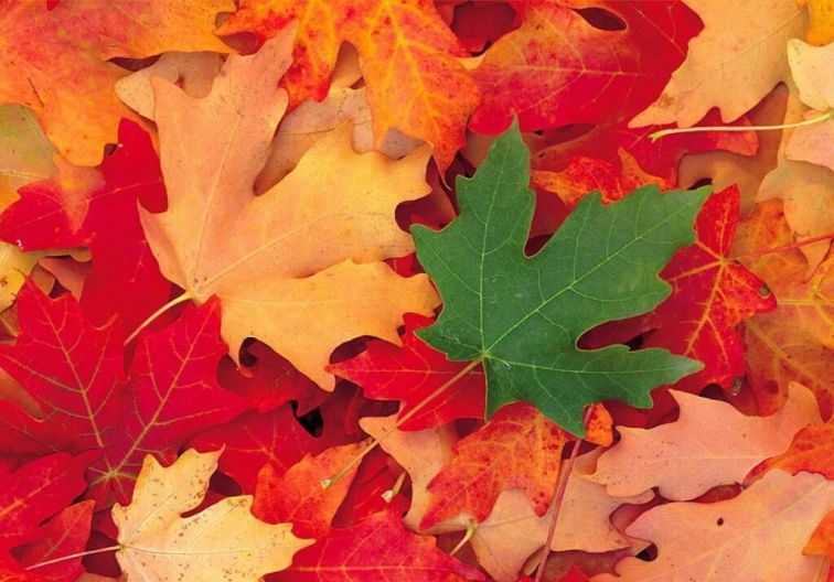 a pile of autumn leaves