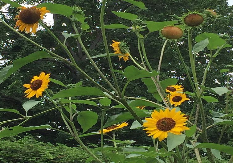 Sunflower plants growing in a garden with greenery in the background