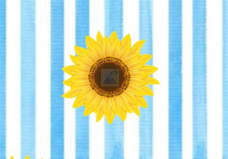 Single sunflower on a blue and white striped background