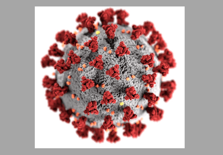 covid virus image that looks like a red flower